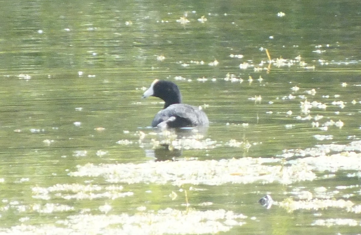 American Coot - ML215889851