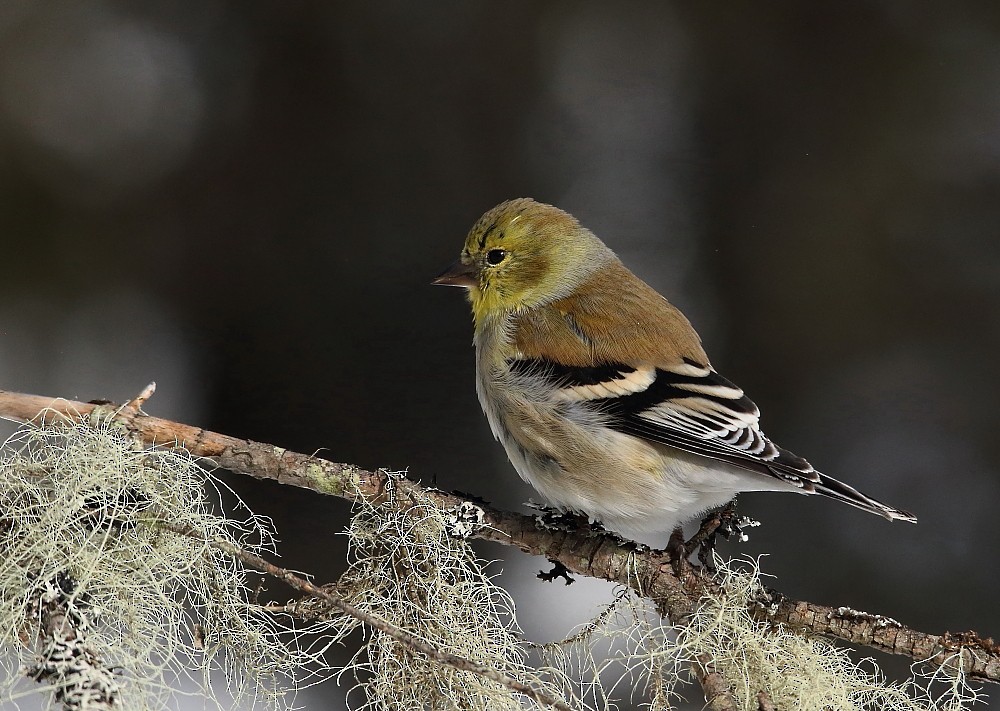 American Goldfinch - Josée Rousseau