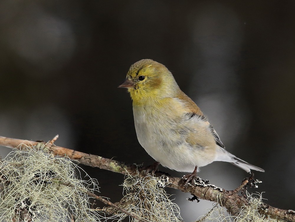 American Goldfinch - Josée Rousseau