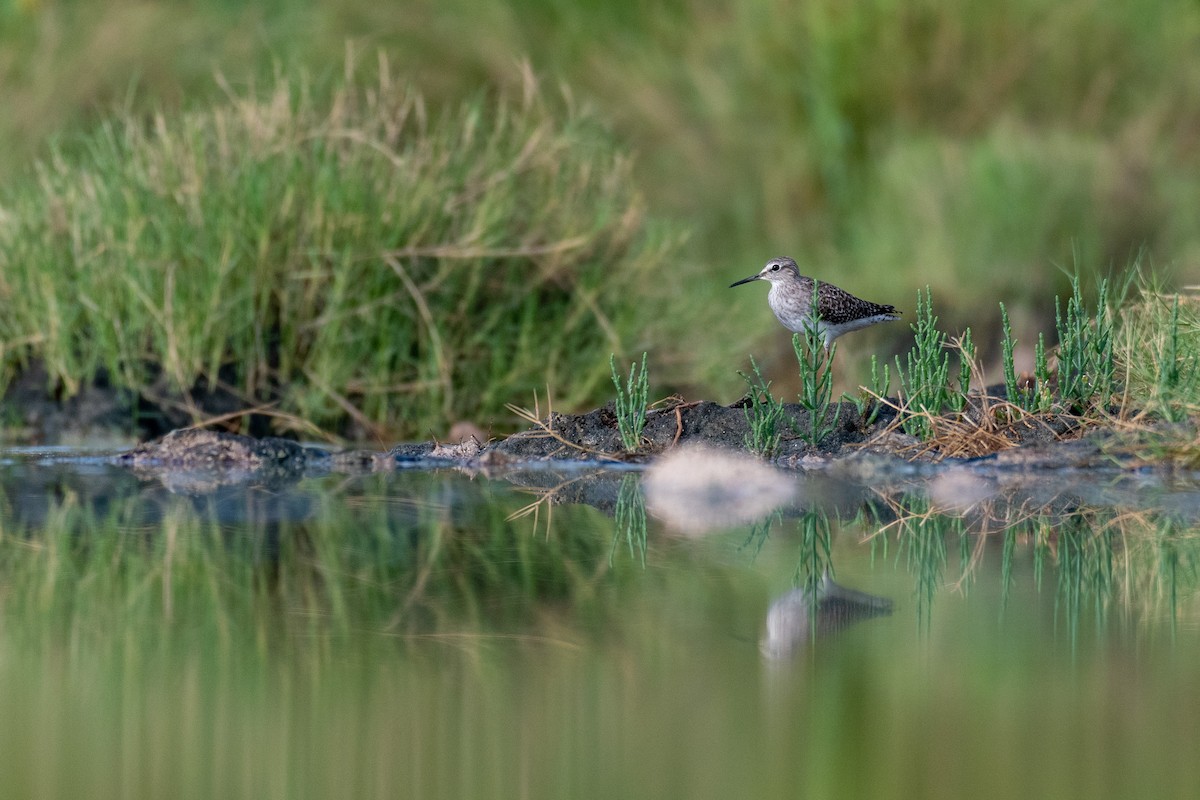 Wood Sandpiper - Raphaël Nussbaumer