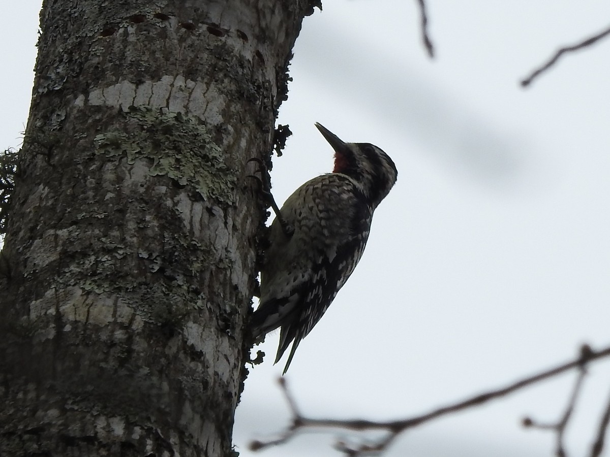 Yellow-bellied Sapsucker - ML215890611