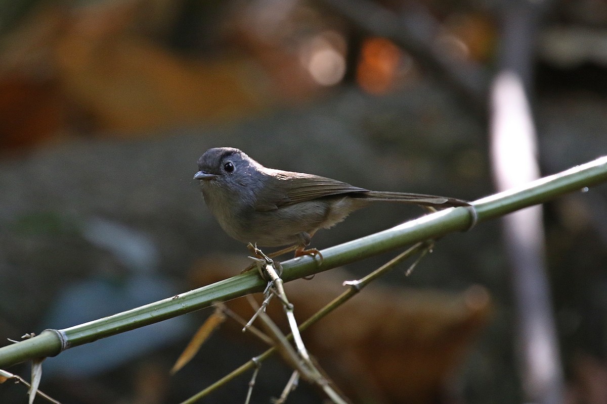 Mountain Fulvetta - ML215890651