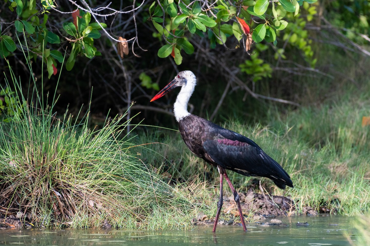 African Woolly-necked Stork - Raphaël Nussbaumer