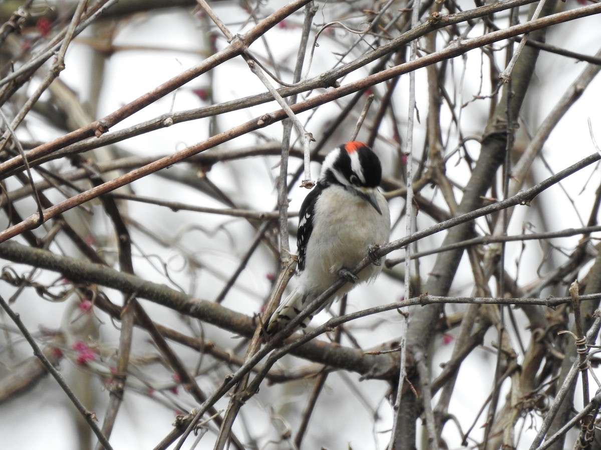 Downy Woodpecker - Laura Tappan