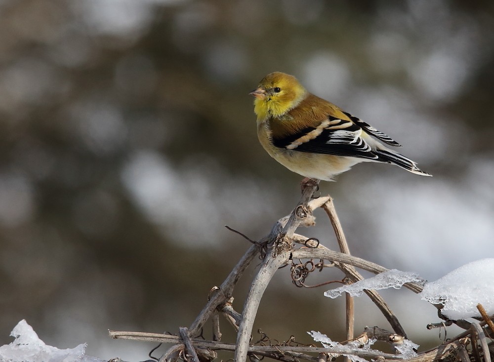 American Goldfinch - Josée Rousseau