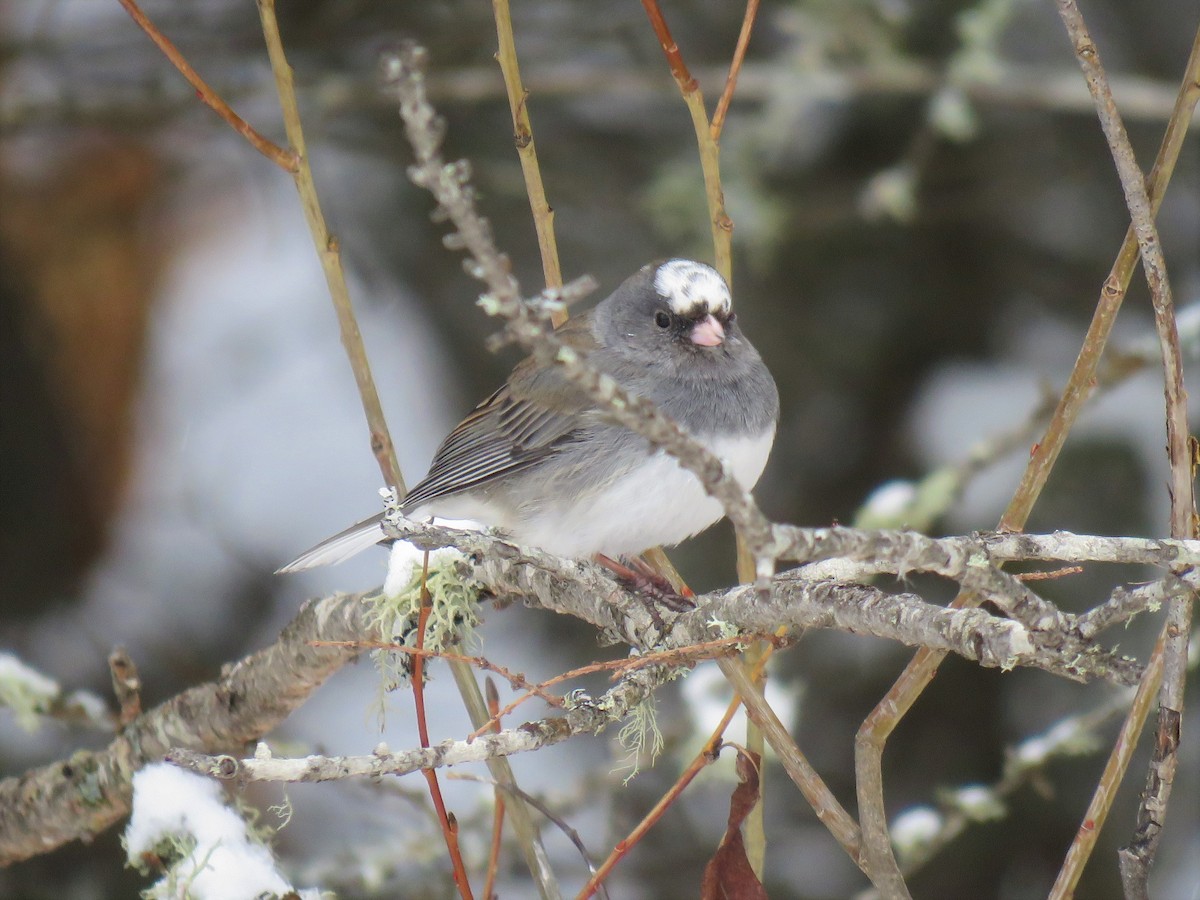 Dark-eyed Junco - ML215891431