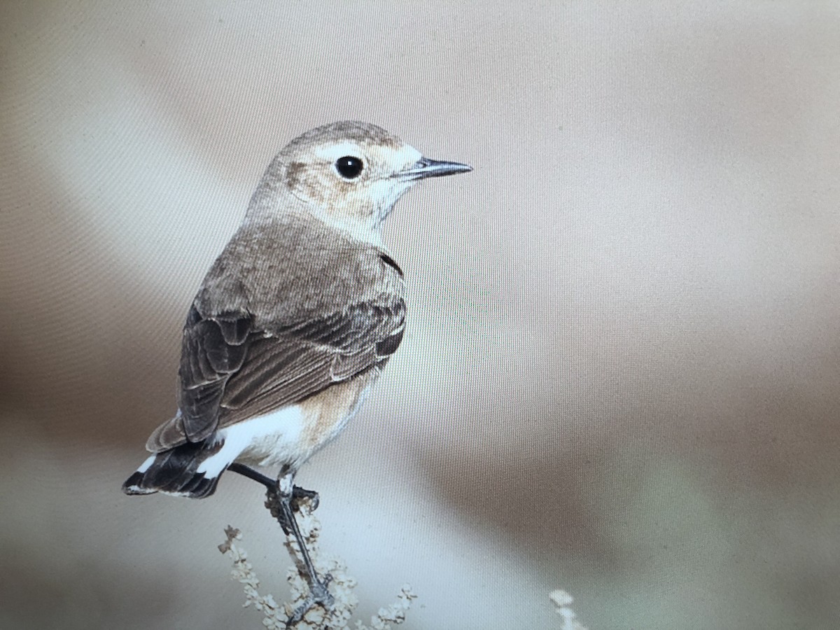 Eastern Black-eared Wheatear - Humoud Alshayji