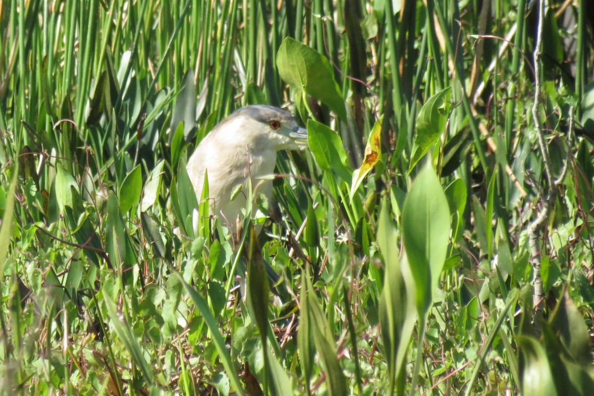 Black-crowned Night Heron - Steven Kaplan