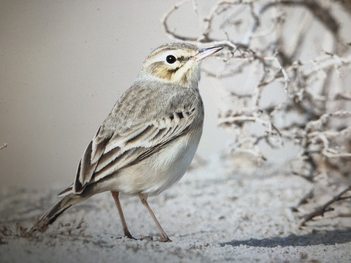 Tawny Pipit - Humoud Alshayji