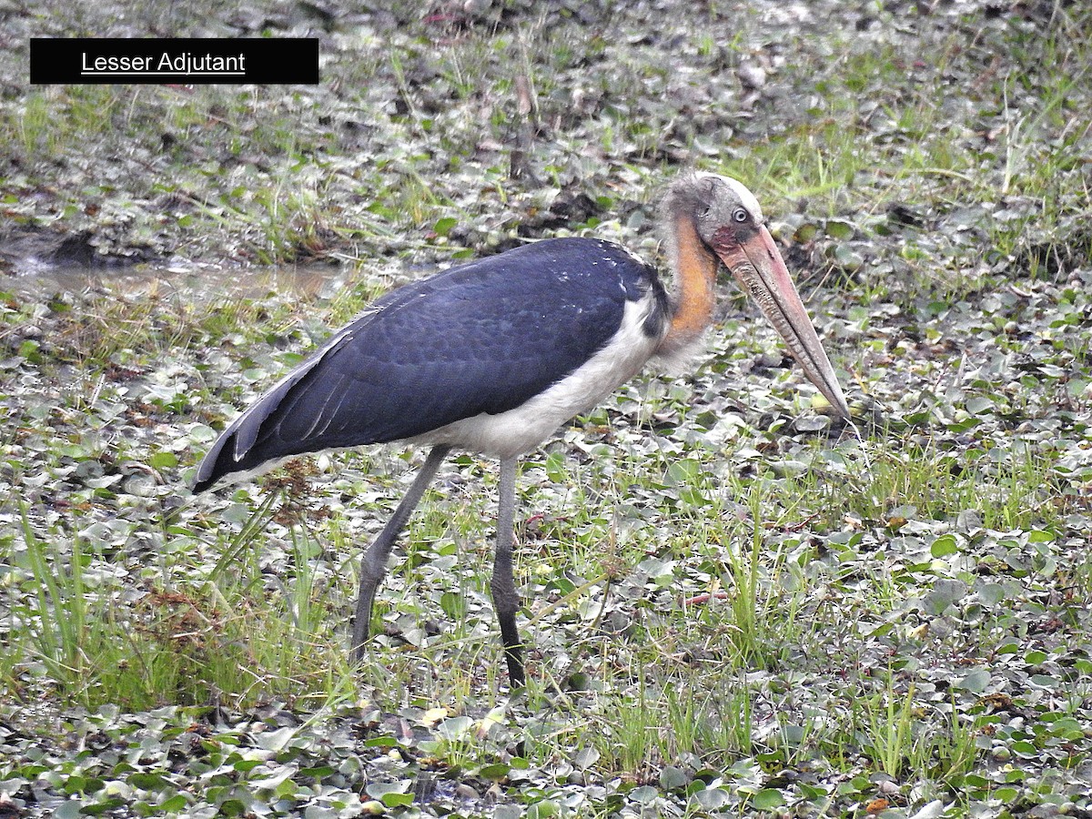 Lesser Adjutant - Francis Pease