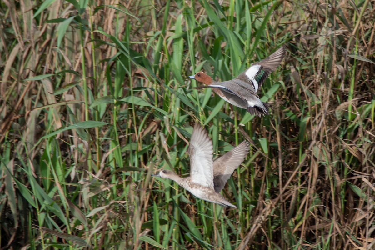 Eurasian Wigeon - Nikos Mavris