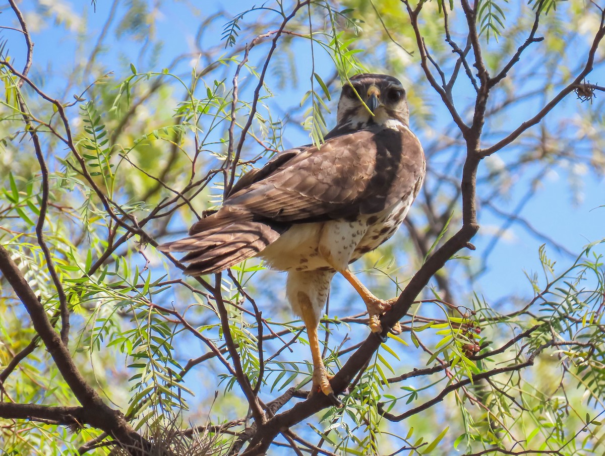 Gray Hawk - Ricardo Sánchez Pérez