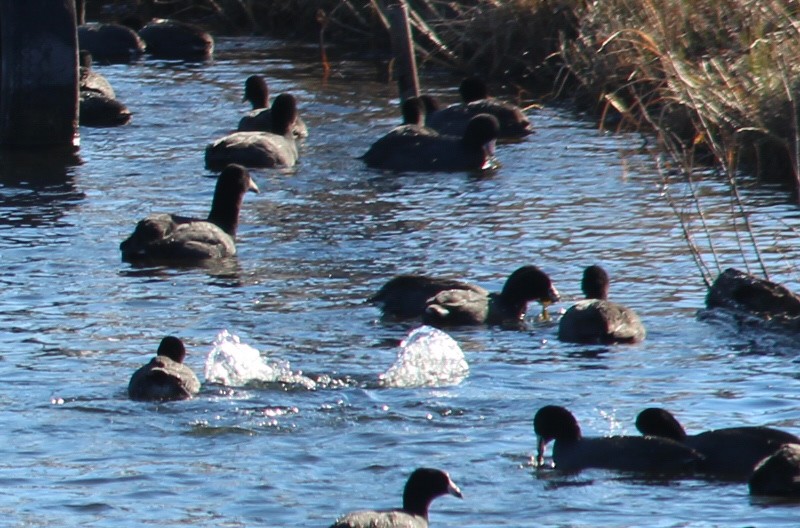 American Coot (Red-shielded) - ML21589261