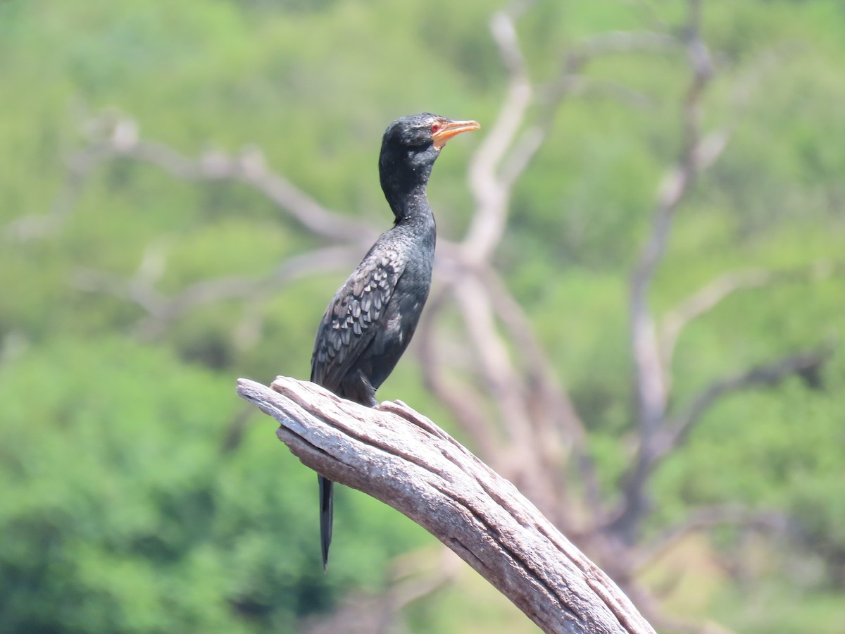 Long-tailed Cormorant - Diane Durham