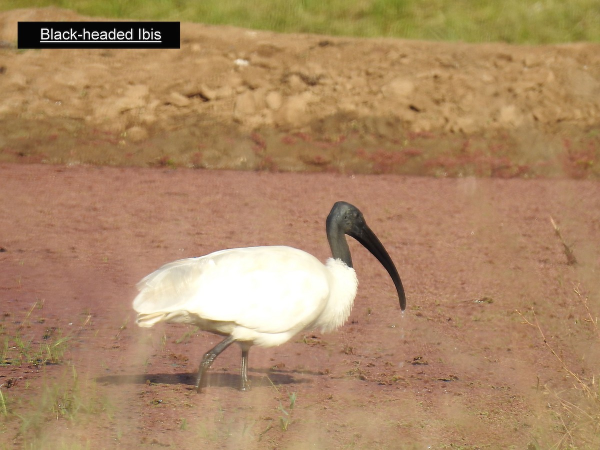 ibis černohlavý - ML215892661
