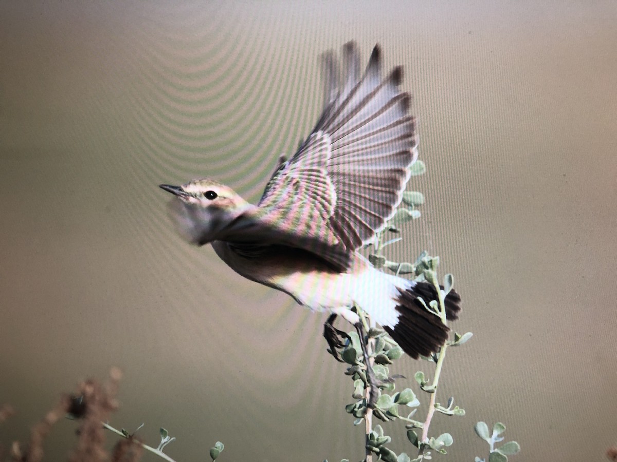 Isabelline Wheatear - Humoud Alshayji