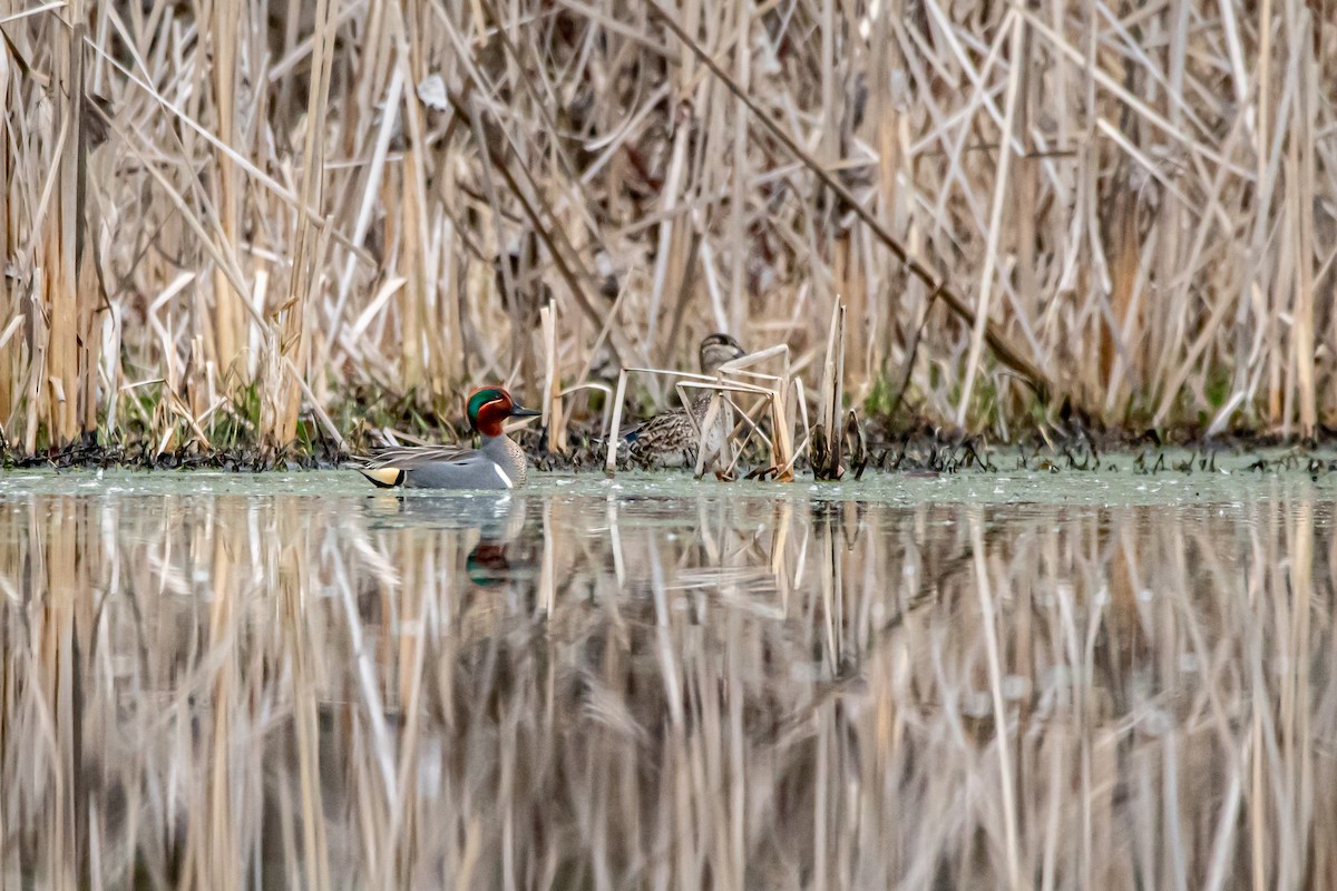 Green-winged Teal - ML215892871