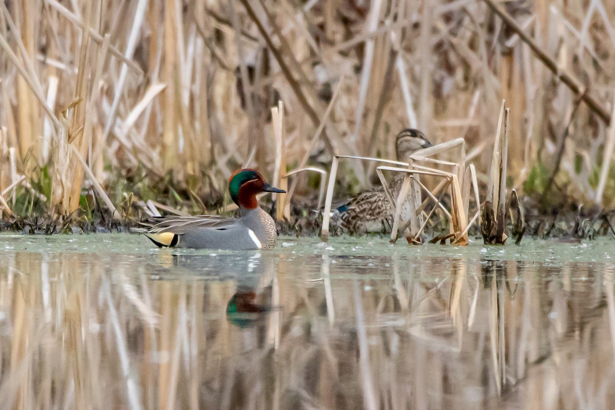 Green-winged Teal - ML215892891