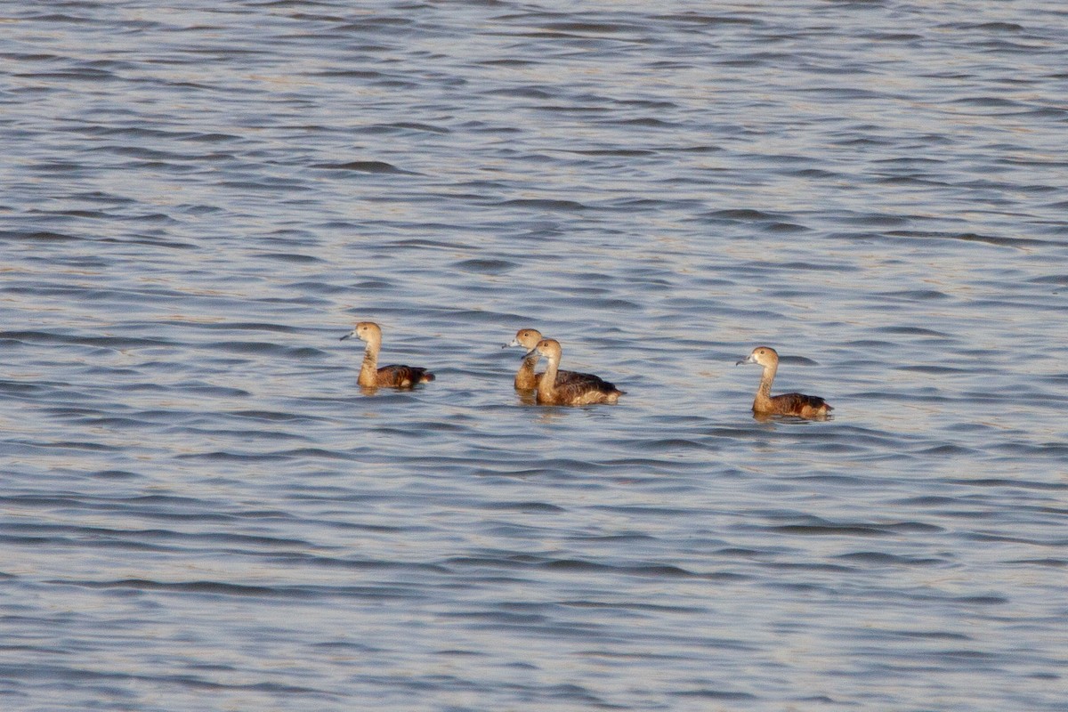 Fulvous/Lesser Whistling-Duck - ML215892951