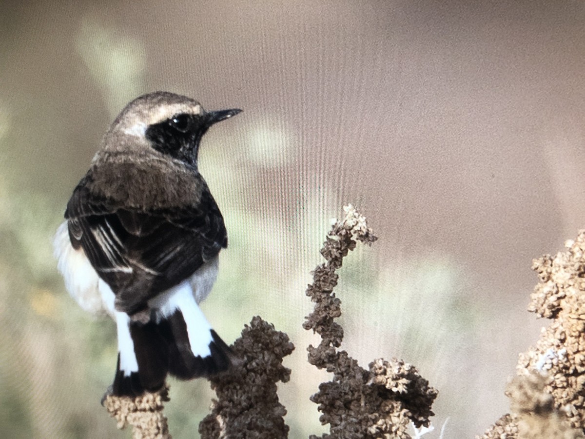 Eastern Black-eared Wheatear - ML215893001