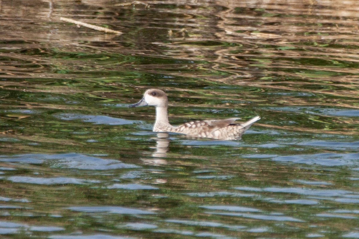 Marbled Duck - ML215893231