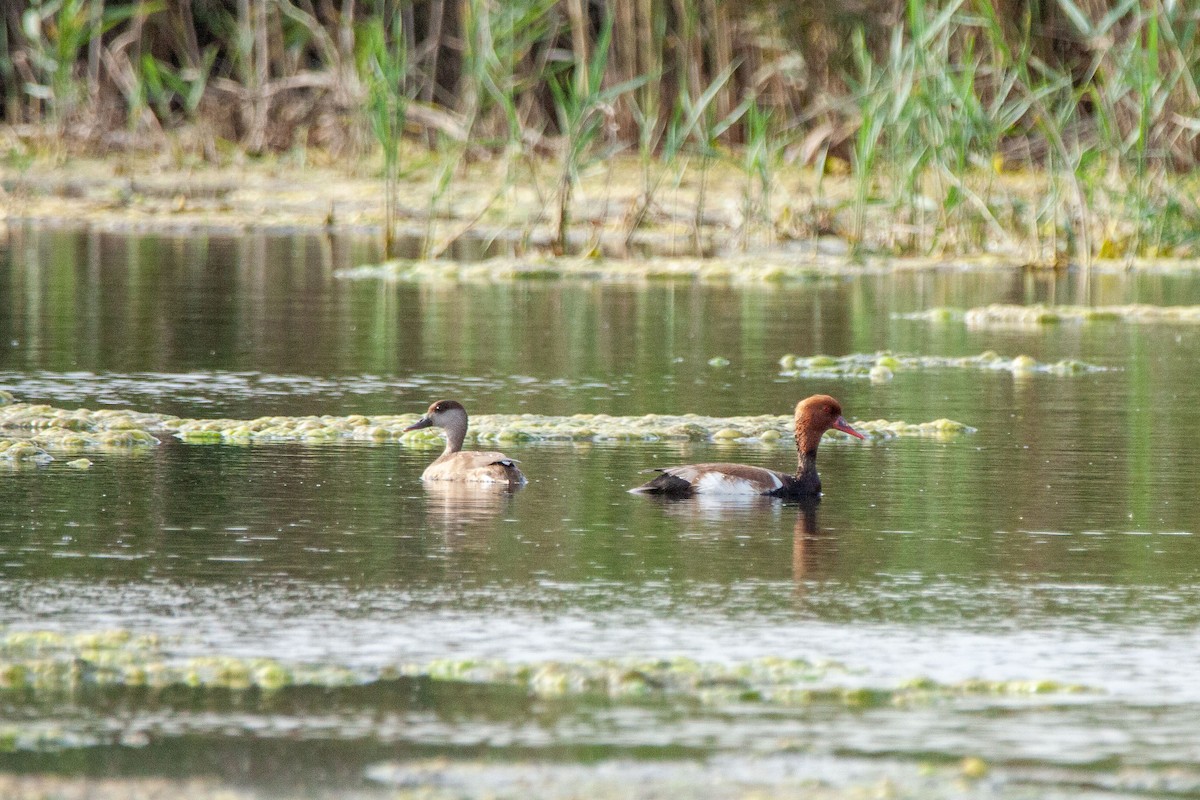 Red-crested Pochard - ML215893251