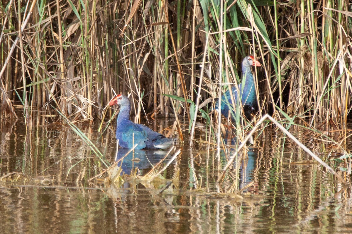 Gray-headed Swamphen - ML215893291