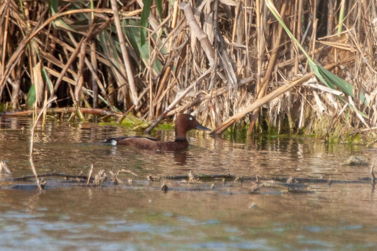 Ferruginous Duck - ML215893501