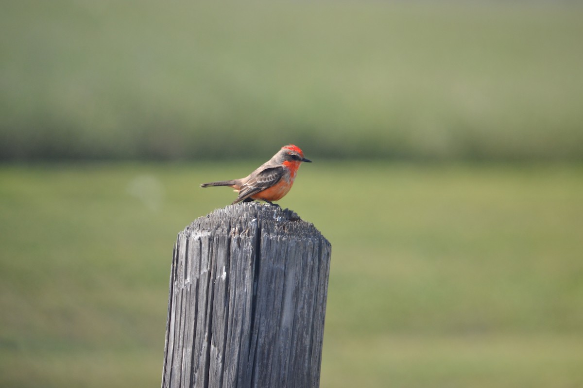 Vermilion Flycatcher - ML215893641