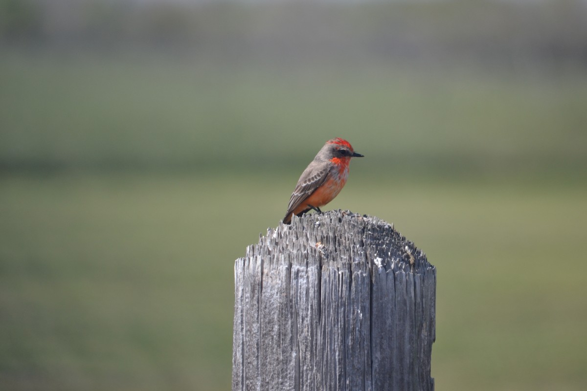 Vermilion Flycatcher - ML215893691