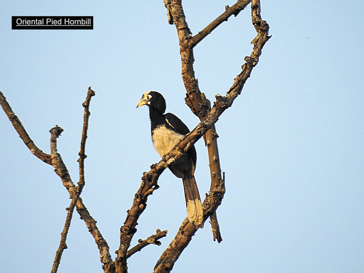 Oriental Pied-Hornbill - ML215894611