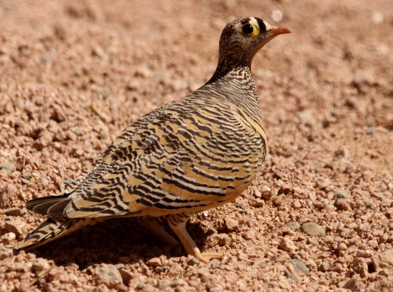 Lichtenstein's Sandgrouse - ML215896351