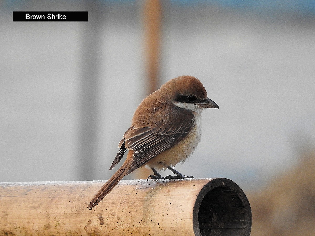 Brown Shrike - ML215897551