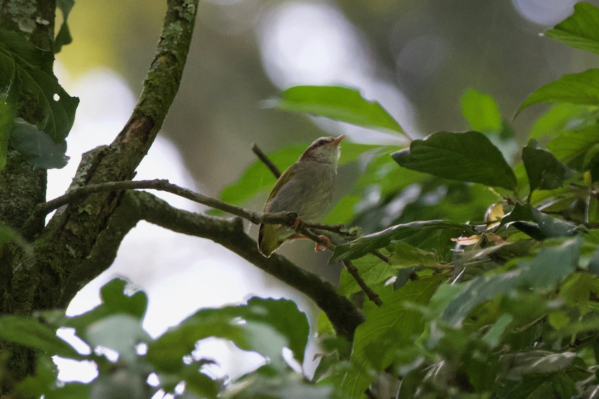 White-browed Crombec - ML215897571