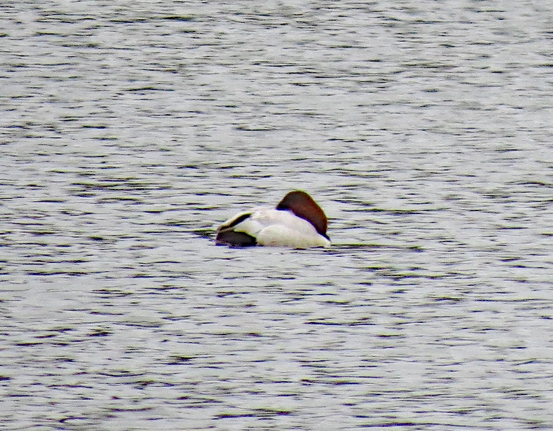 Canvasback - Don Gorney