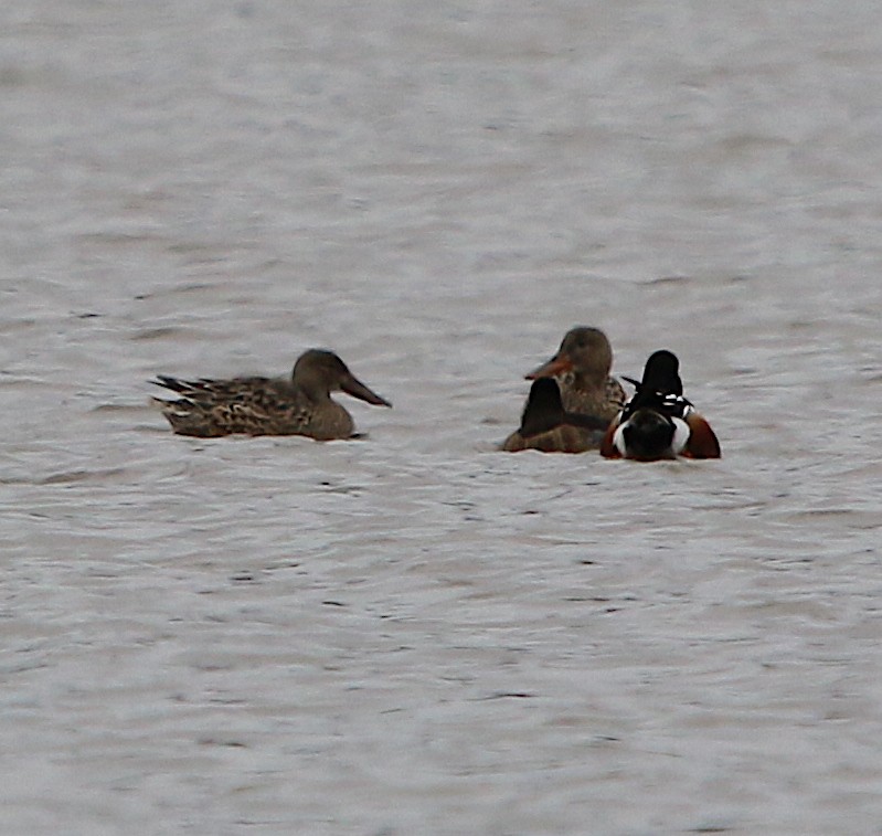 Northern Shoveler - ML215898401