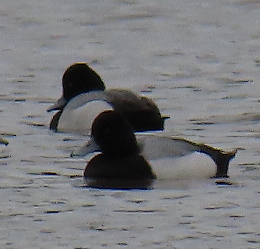 Lesser Scaup - ML215898491