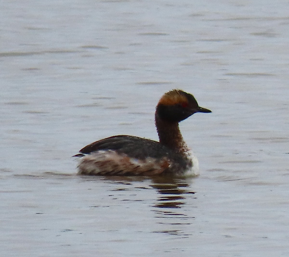 Horned Grebe - ML215898591