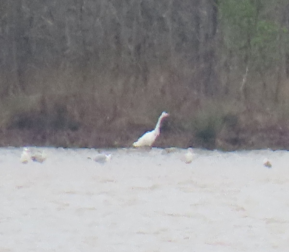Great Egret - ML215898821