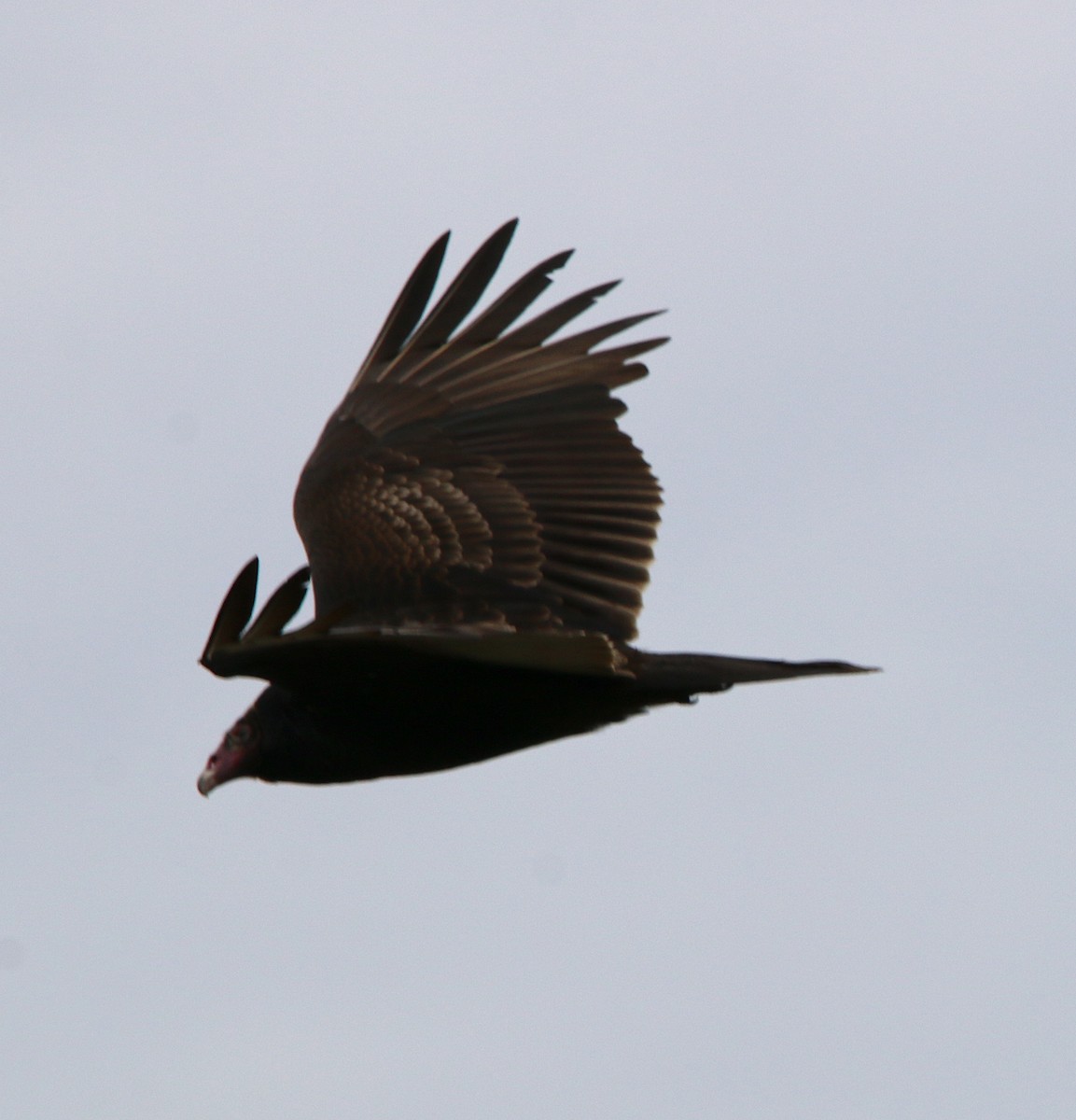 Turkey Vulture - ML215898901