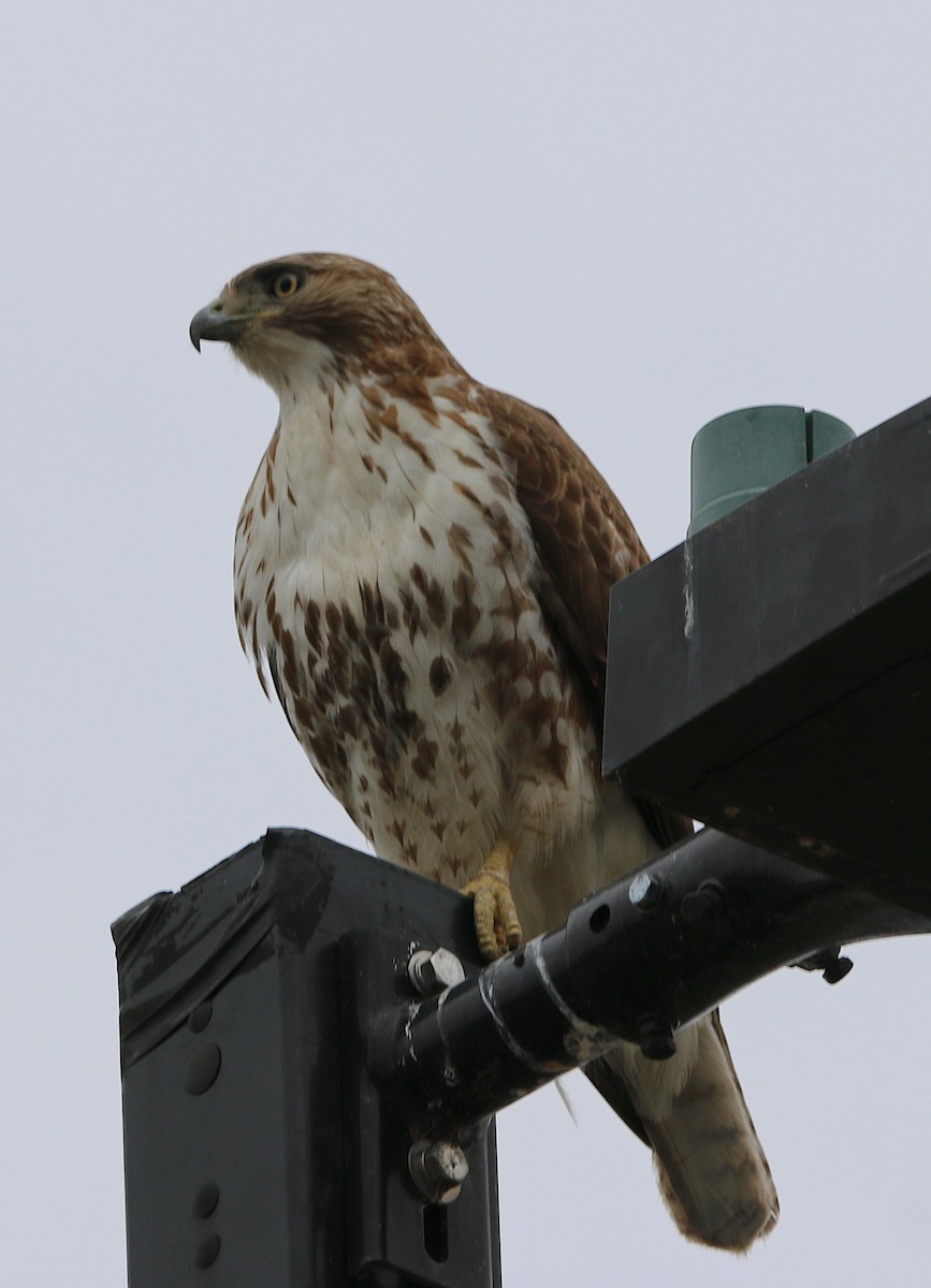Red-tailed Hawk - ML215898981