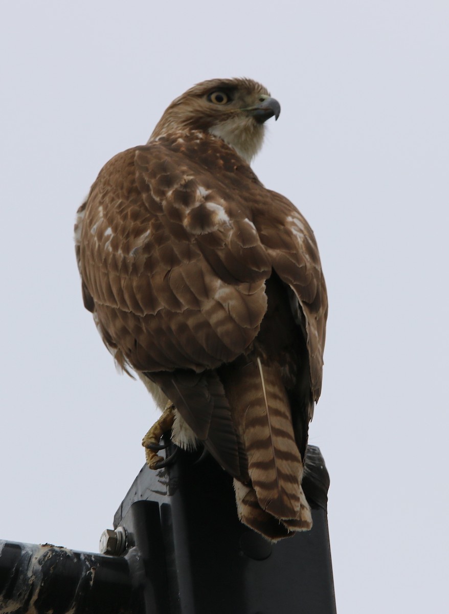 Red-tailed Hawk - ML215898991