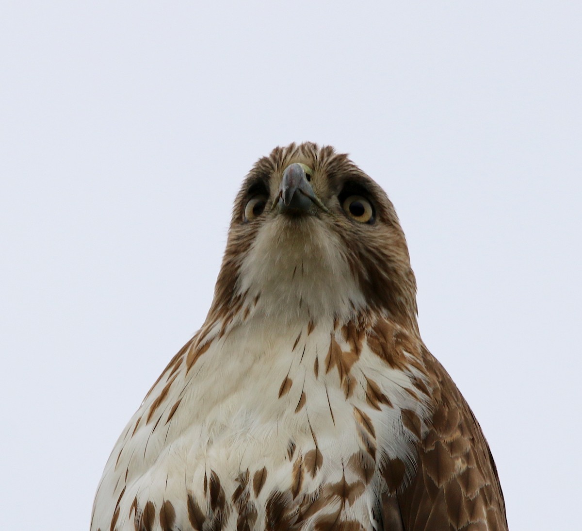 Red-tailed Hawk - ML215899021
