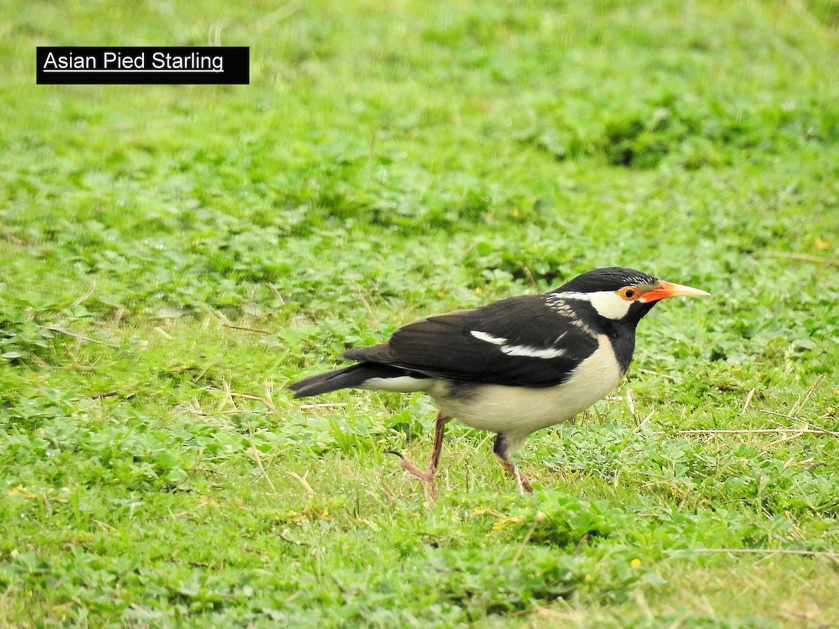 Indian Pied Starling - Francis Pease