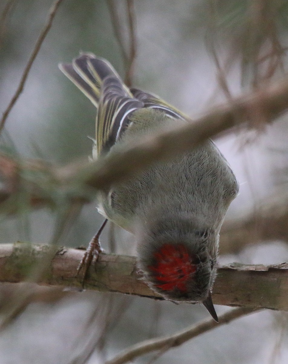 Ruby-crowned Kinglet - ML215899171