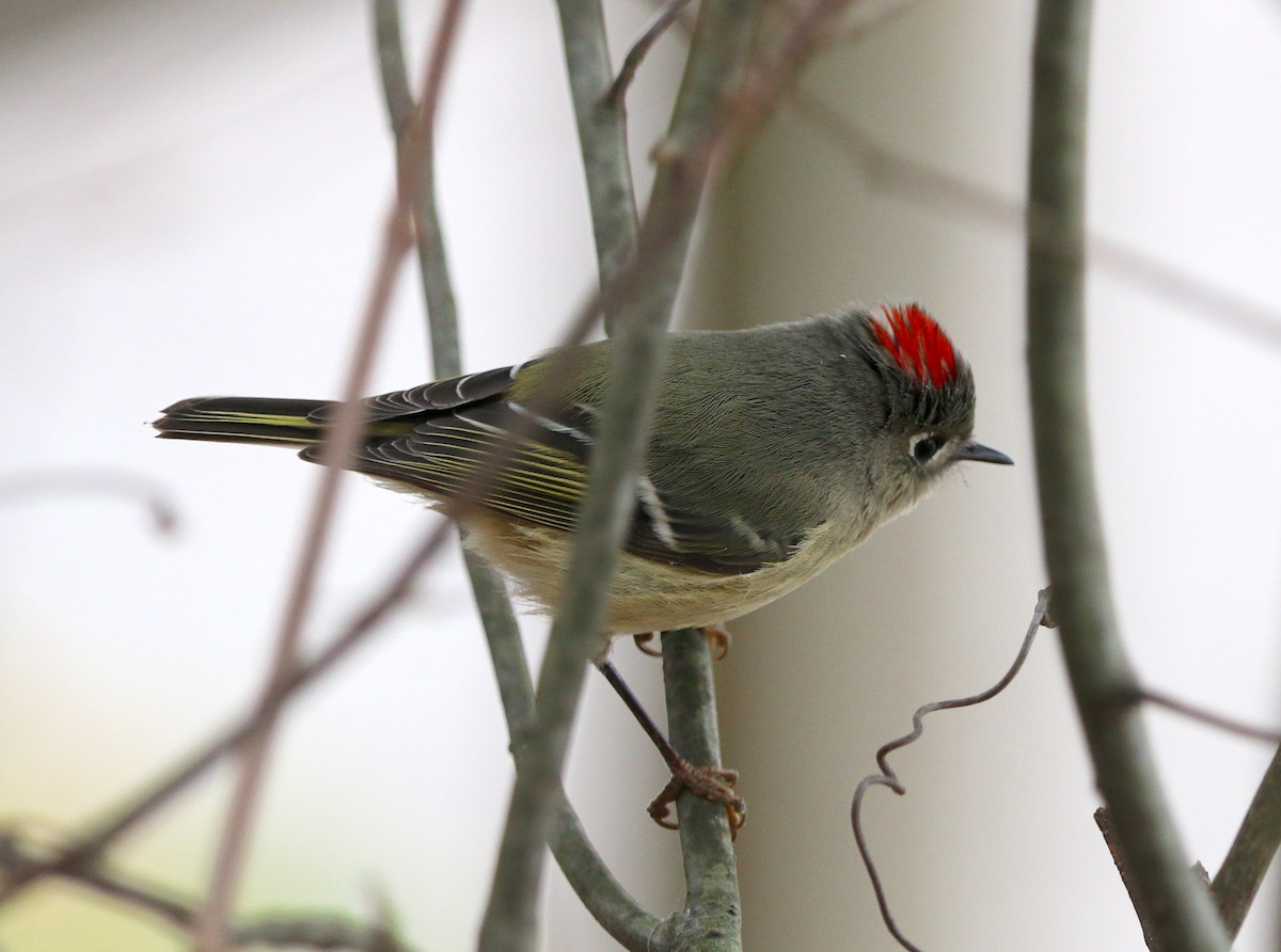 Ruby-crowned Kinglet - ML215899241