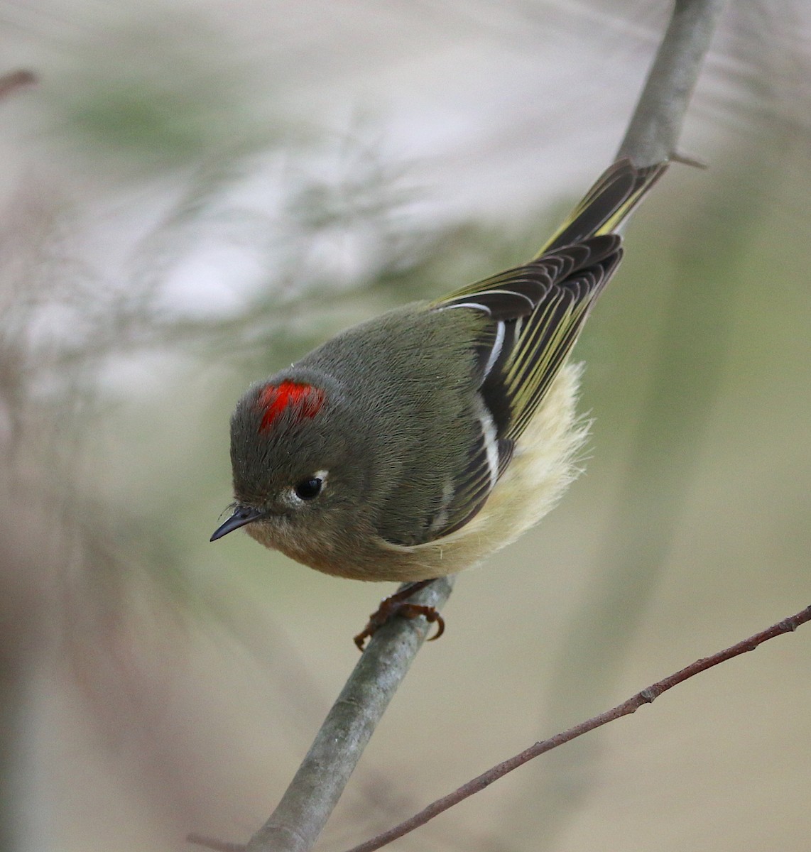 Ruby-crowned Kinglet - ML215899251