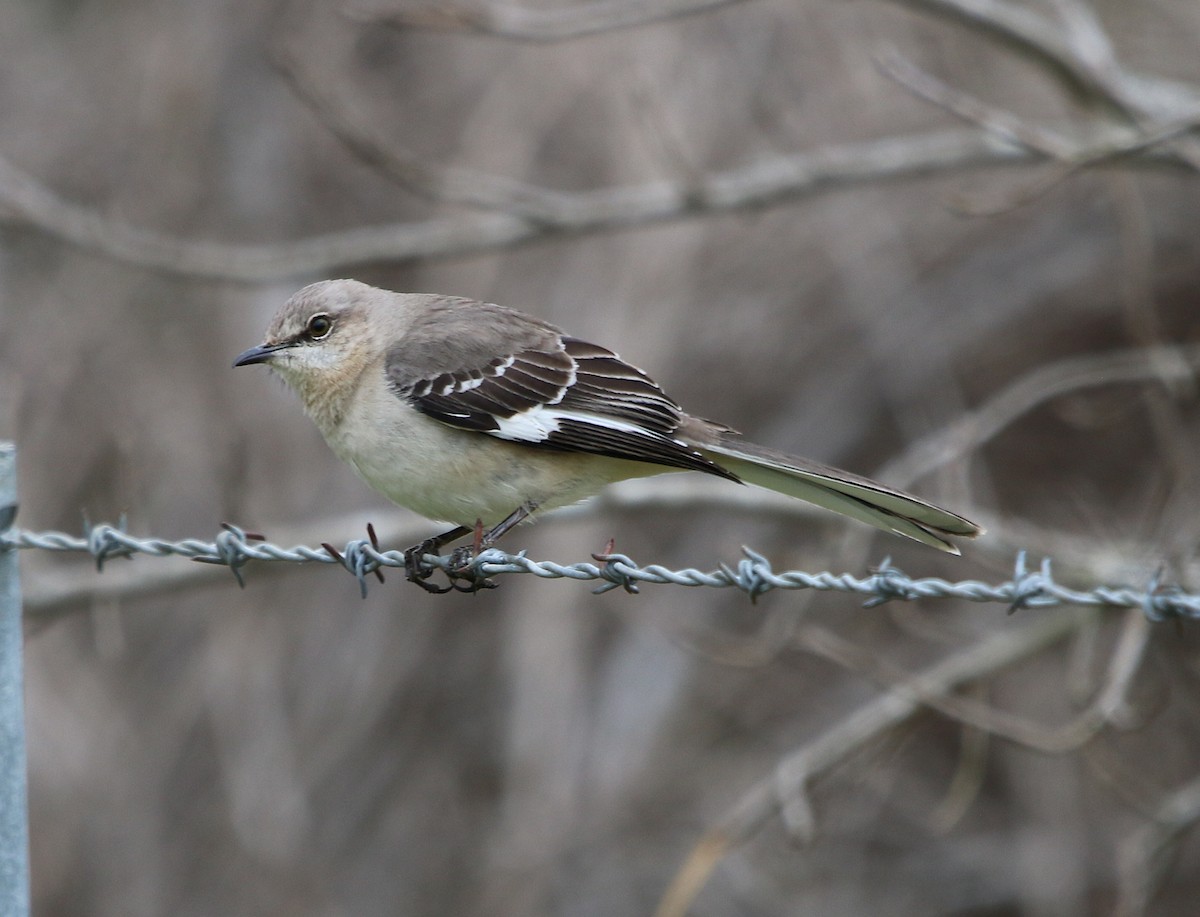 Northern Mockingbird - Lori White