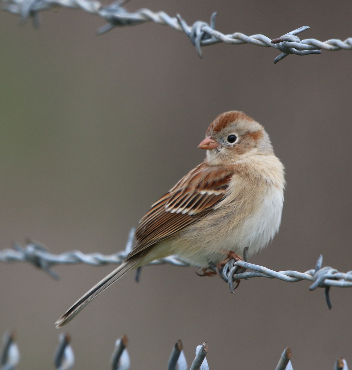 Field Sparrow - ML215899411