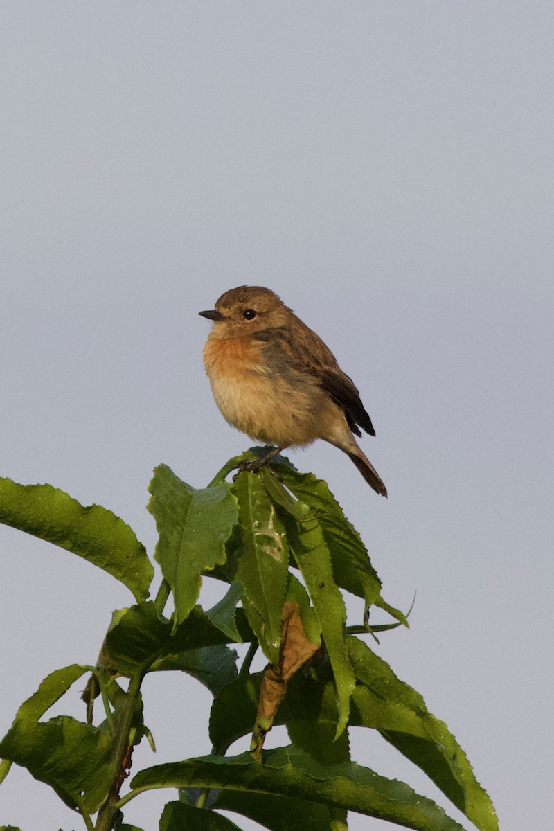 African Stonechat - ML215900061